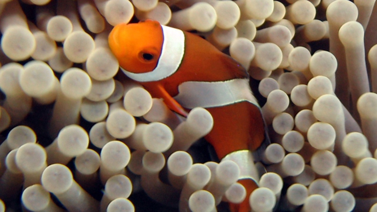 clownfish header image