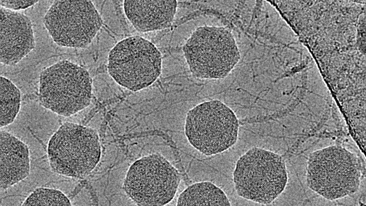 バクテリオファージ DT57C の電子顕微鏡写真  