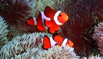 A new study reveals that anemonefish display aggressive behavior against other fish with vertical white bar patterns to avoid them from inhabiting their territory—the sea anemone.