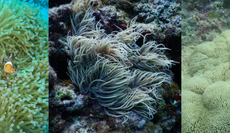 Heteractis magnifica (left image) is currently classified within Heteractis, as its long tentacles closely resemble other Heteractis anemones, like Heteractis crispa (center image). However, genetic information has shown that H. magnifica may actually belong in the Stichodactyla genus, a group of anemones which typically have short, carpet-like tentacles, like Stichodactyla gigantea (right image). Unlike humans, Amphiprion ocellaris, the false clownfish, (left and right image), found in the seas around Okin