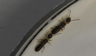A pair of female (leader) and male (follower) Japanese termites perform a courtship ritual called a tandem run in the lab.