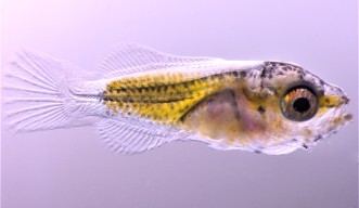 Clownfish larvae at 6 days post hatching measuring 4 mm 