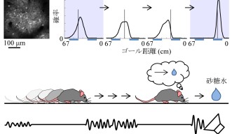 Probabilistic neural decoding allows for the estimation of the goal distance from neuronal activity imaged from the parietal cortex. Neurons could predict the goal distance even during sound omissions. The prediction became more accurate when sound was given. These results suggest that the parietal cortex predicts the goal distance from movement and updates the prediction with sensory inputs, in the same way as dynamic Bayesian inference.