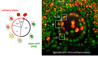 ゼブラフィッシュの上皮細胞で遺伝子操作により導入したmCherry-zGemとGFP-histoneを発現させた。細胞周期の初期段階では、GFP-histoneのみが発現するため細胞は緑色に発光する。細胞周期の進行に伴い、mCherry-zGemが発現し、細胞の色もやがて深紅色へと変化する。