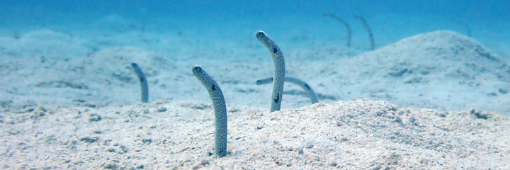 Going against the flow: scientists reveal garden eels’ unique way of feeding