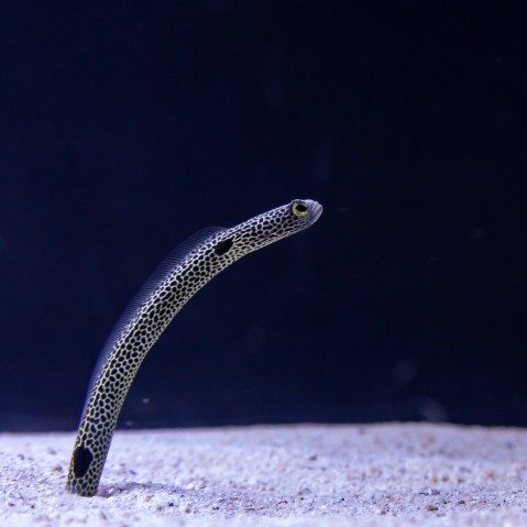 Garden eels anchor the lower part of their body in burrows, and face their heads against the current as they prey on zooplankton. The species pictured is the spotted garden eel, Heteroconger hassi.