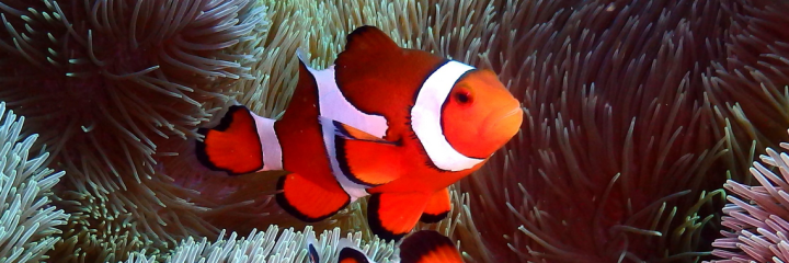 サンゴ礁の魚類群集構造に色彩パターンが影響を与えていることが判明 