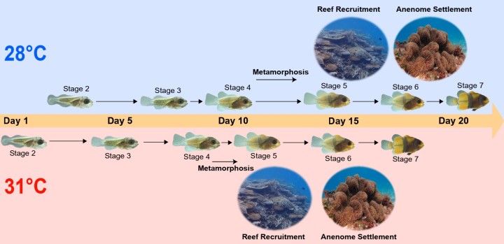 As clownfish larvae mature into juveniles, they pass through seven stages of development (only stages two to seven pictured). The clownfish raised at 31°C grew and developed quicker than those raised at 28°C, reaching each development stage in a shorter number of days.