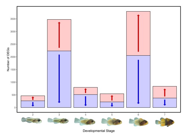At all stages of development, at least 450 genes had altered activity. Clownfish larvae at stage three and stage six showed the most extreme differences, with changes in the activity of over 3000 genes. These two stages are developmentally important, with stage three occurring just before the onset of metamorphosis, and stage six being the period when clownfish settle onto an anemone.
