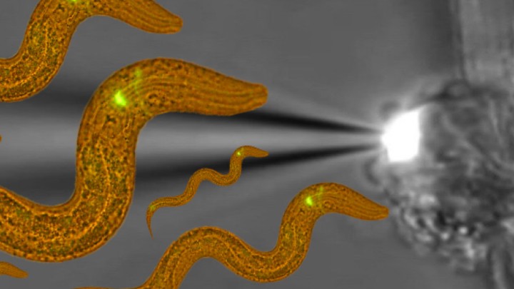 Small Brains, Big Picture: Study Unveils C. elegans’ Microscopic Mysteries