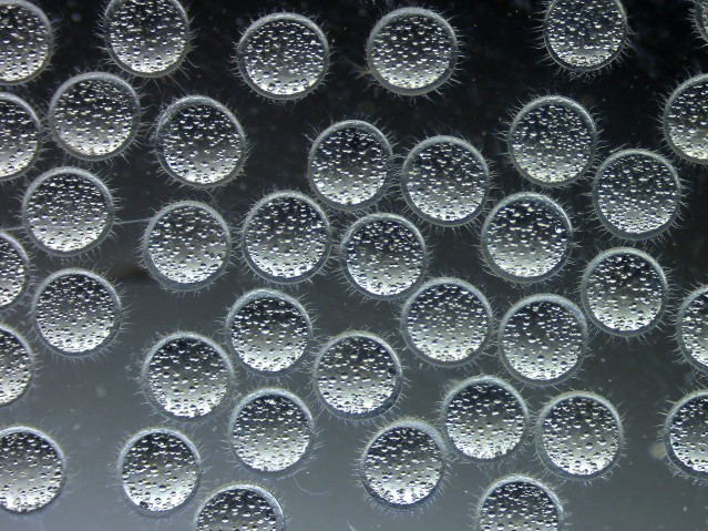 Fertilized Eggs of Medaka Fish