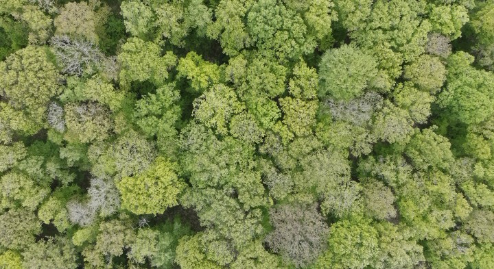 image of green forest from above