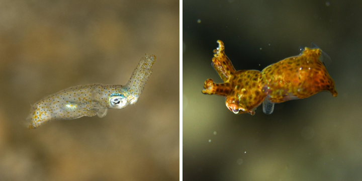 Ryukyuan Pygmy Squid (Idiosepius kijimuna) and Hannan’s Pygmy Squid (Kodama jujutsu)