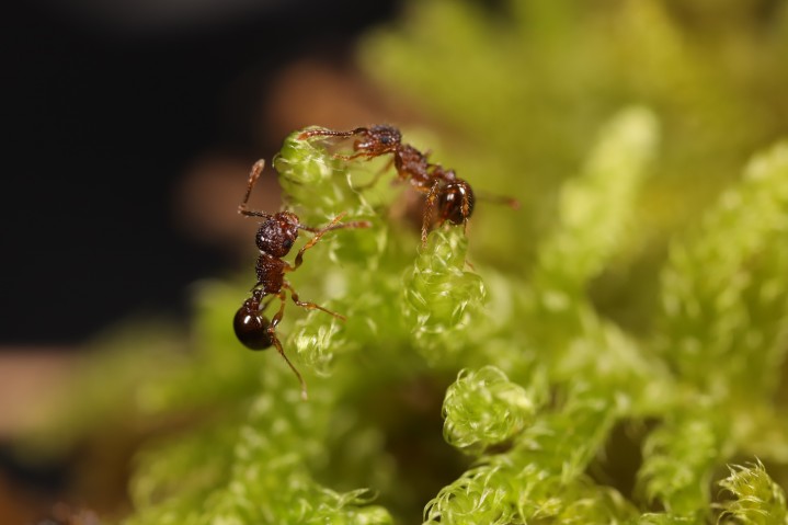 Ants native to Okinawa (Pristomyrmex punctatus) 