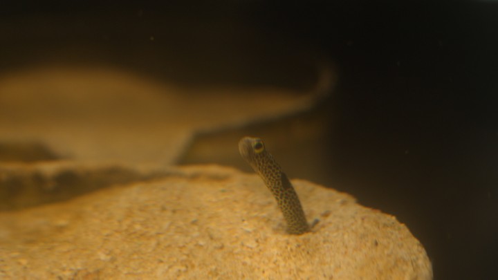 a garden eel sticking out its head from sand
