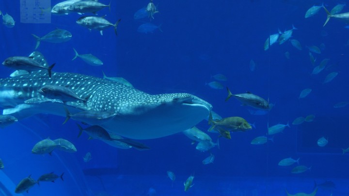 a whale shark and small fish in the water