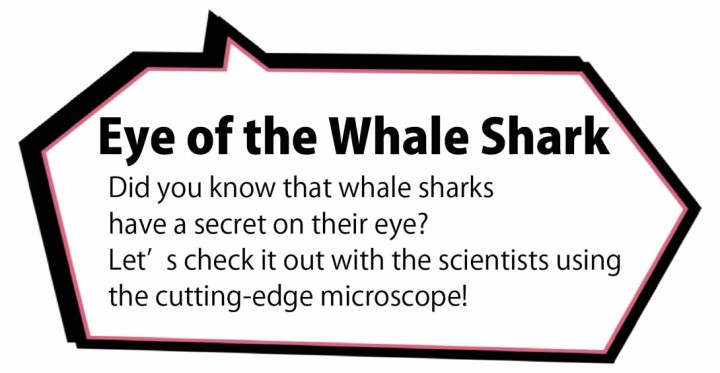 Eye of the Whale Shark