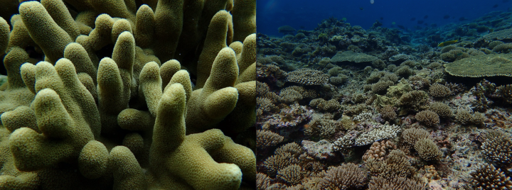 mbu Coral Reefs 01