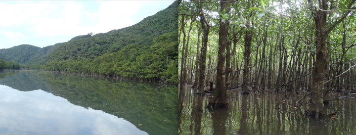 mbu Mangrove Forests 01