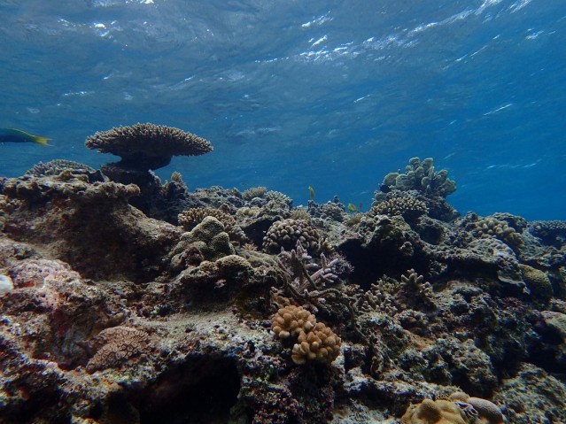 mbu Coral Reefs 03