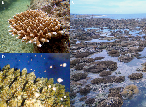 mgu Research (2) Environmental genomics of coral reef biology