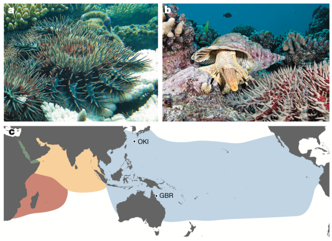 mgu Research (2)e The Crown-of-Thorns starfish (COTS) genome
