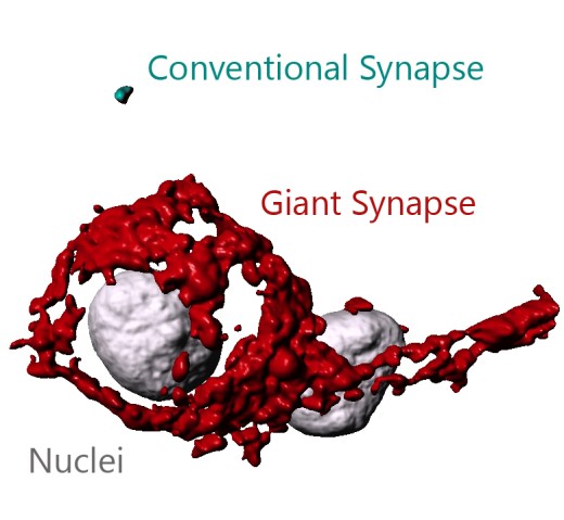 Visual comparison of a giant synapse versus a conventional synapse