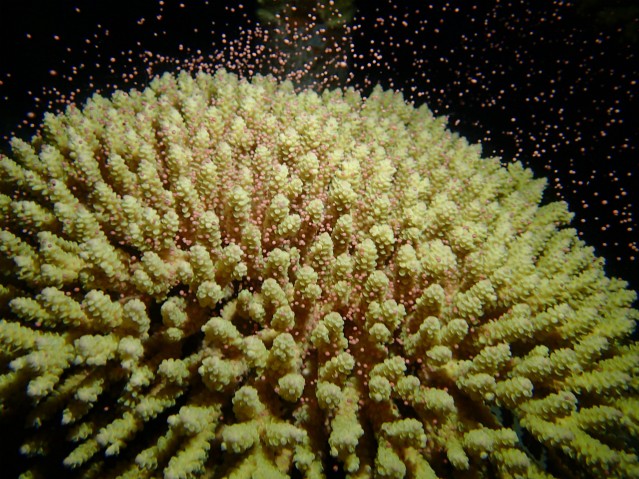 Spawning of Acropora tenuis, the most abundant coral in Okinawa