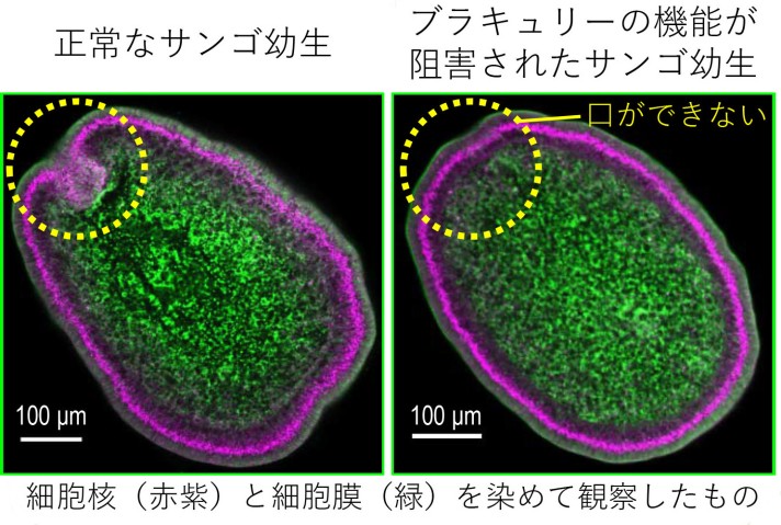 本研究で明らかになったミドリイシサンゴの胚発生におけるブラキュリーの機能
