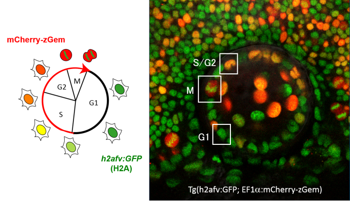 Zebrafish lens epithelial cells were bioengineered to express fluorescent proteins mCherry-zGem and GFP-tagged histones. Early in the cell cycle, only GFP-histones are expressed, resulting in a green color. As the cell progresses through the cell cycle, mCherry-zGem is expressed at progressively higher levels, shifting the cell’s apparent color along the color spectrum ending in a deep red color. 