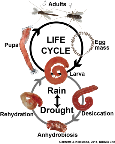 ネムリユスリカの乾燥無代謝休眠と生活環（Cornette & Kikawada, 2011から改変）