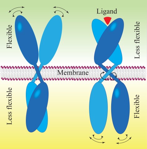 Ligand binding process