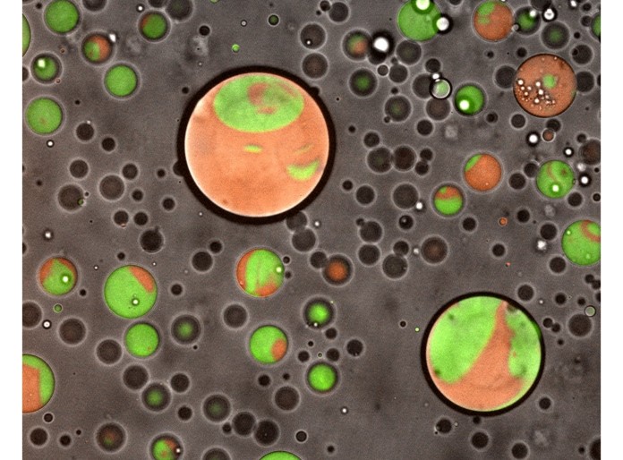 Swimming Protein Droplets