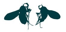 Female and male Drosophila melanogaster Female and male Drosophila melanogaster