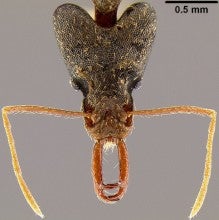 Strumigenys nidifex: This species, only found in the Fijian islands, has powerfu