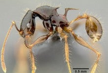 Pheidole pegasus