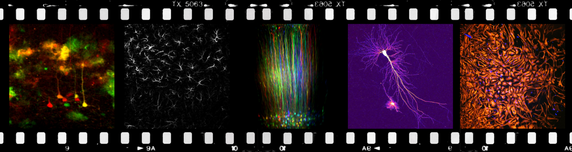 Principles of Synapse Organization and Neural Network Regulation Gained ...