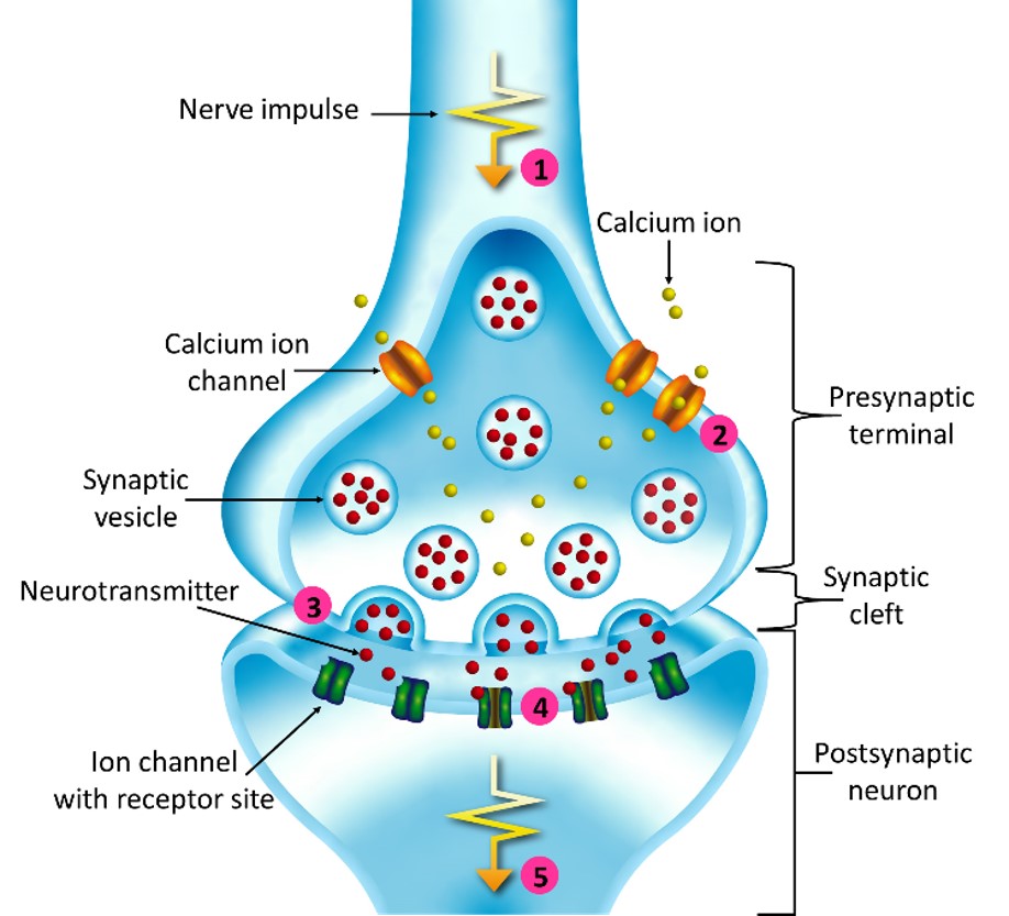 Chemical Synapse Labeled