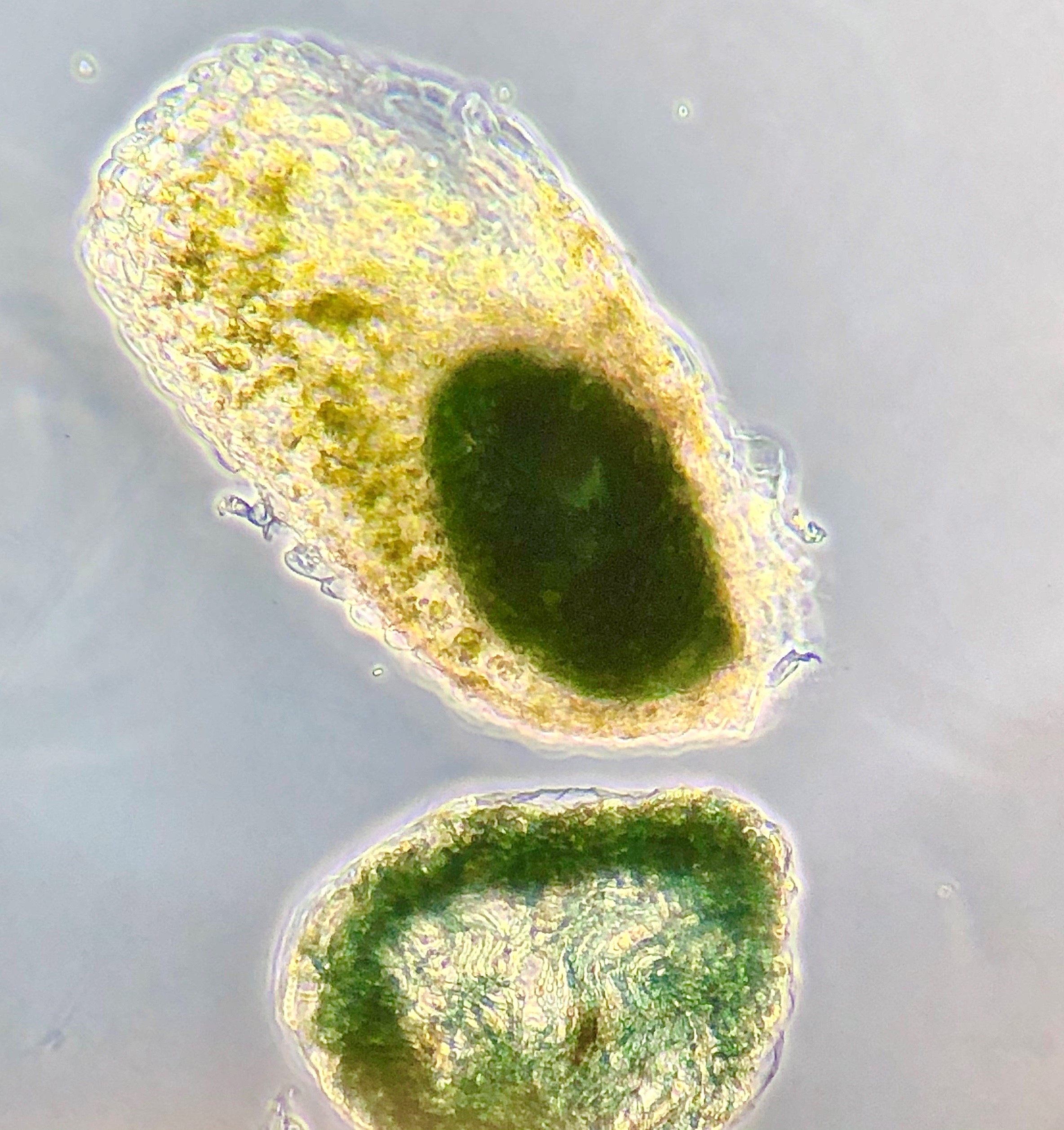 アカウキクサとシアノバクテリア 沖縄科学技術大学院大学 Oist