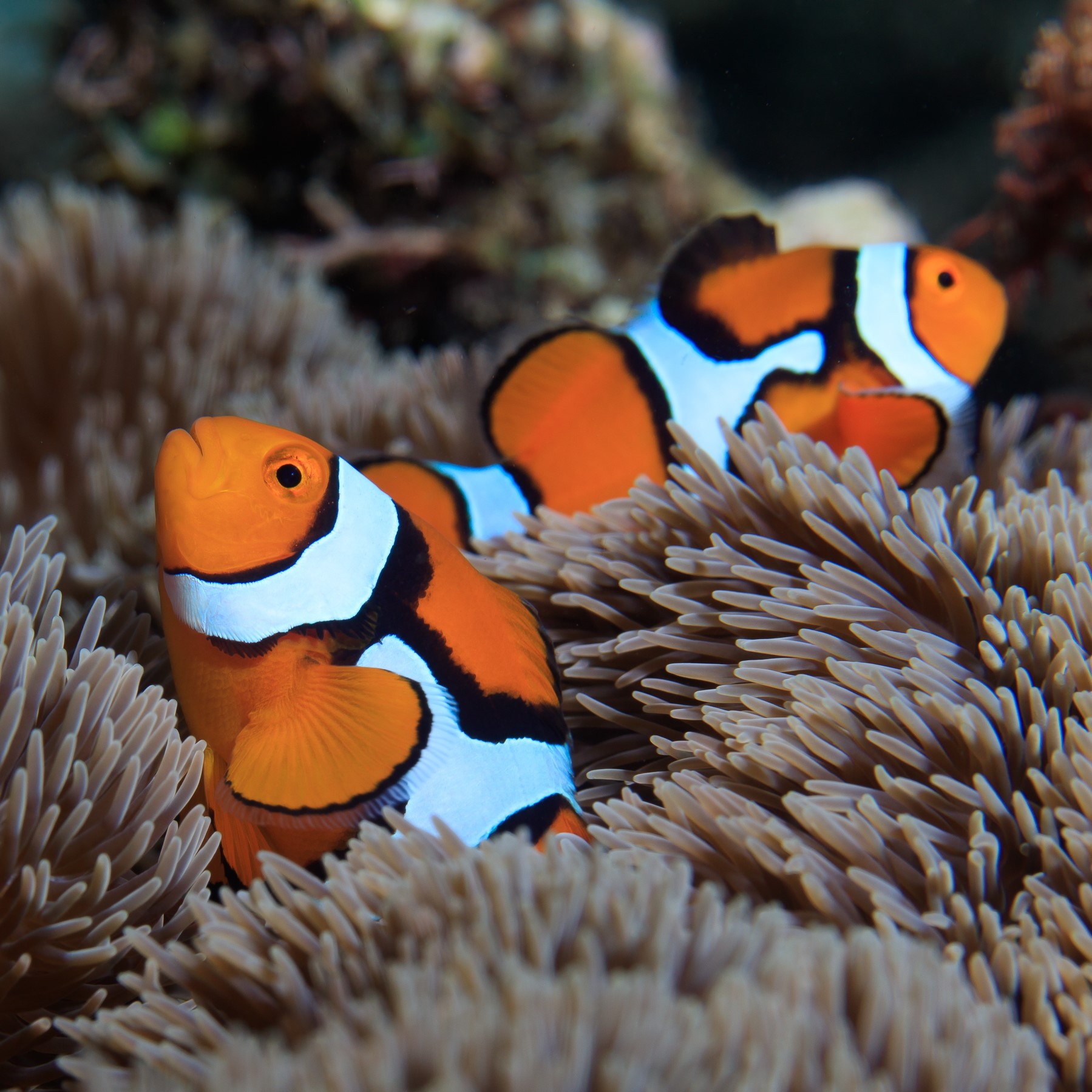 Clownfish