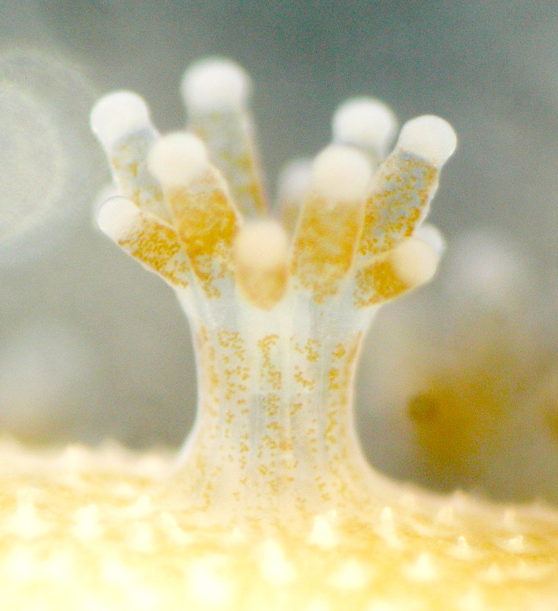 Coral polyps with Symbiodinium (brown)
