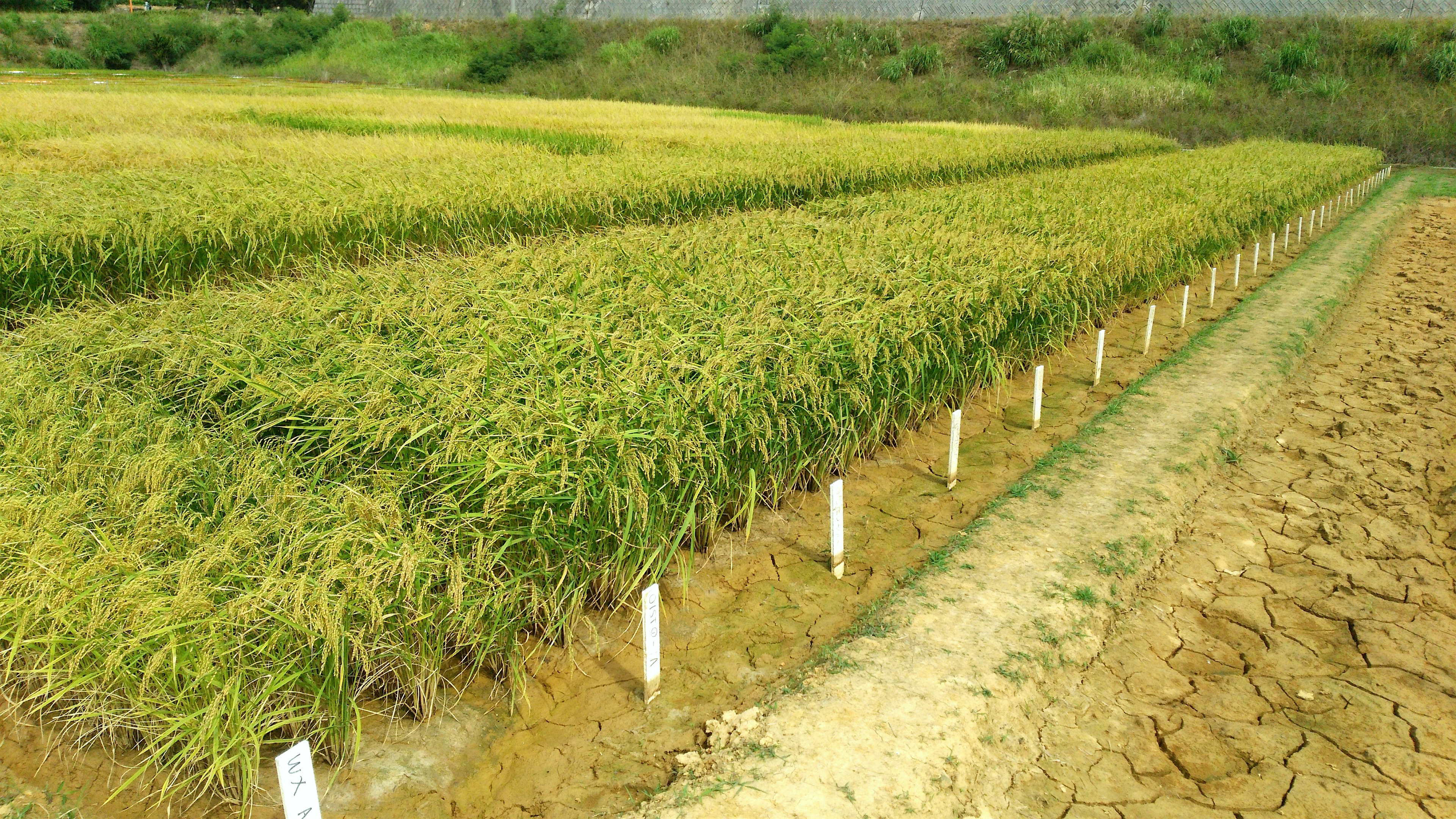 Ripening plots of a new resistant starch rice strain