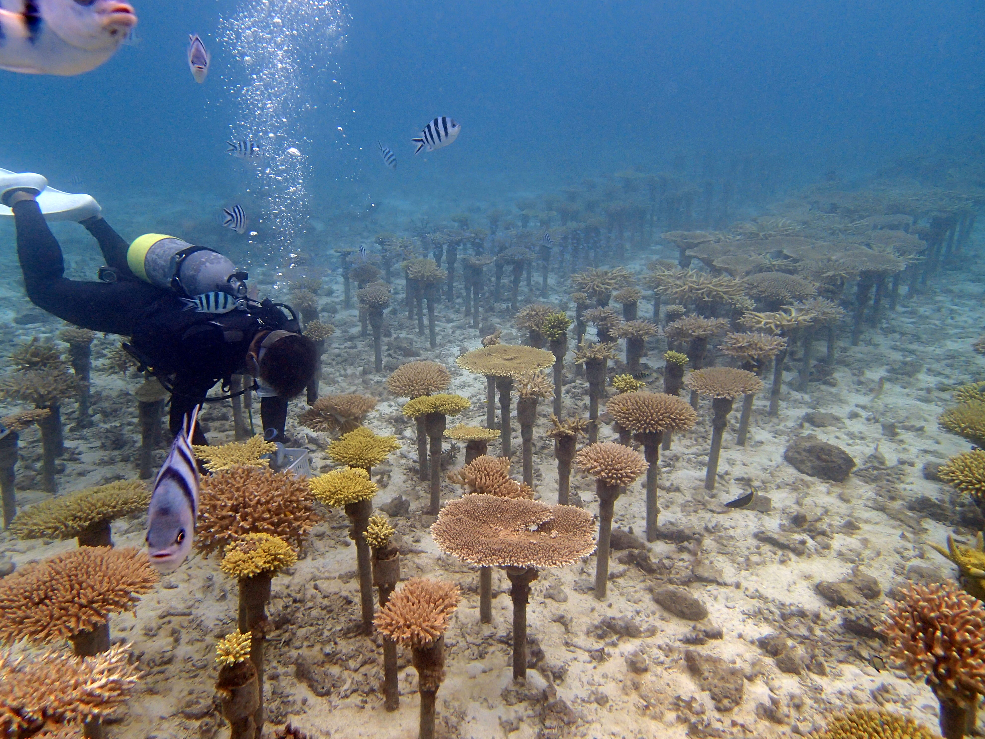 サンゴ礁を救え 養殖サンゴが導く明るい未来 沖縄科学技術大学院大学 Oist