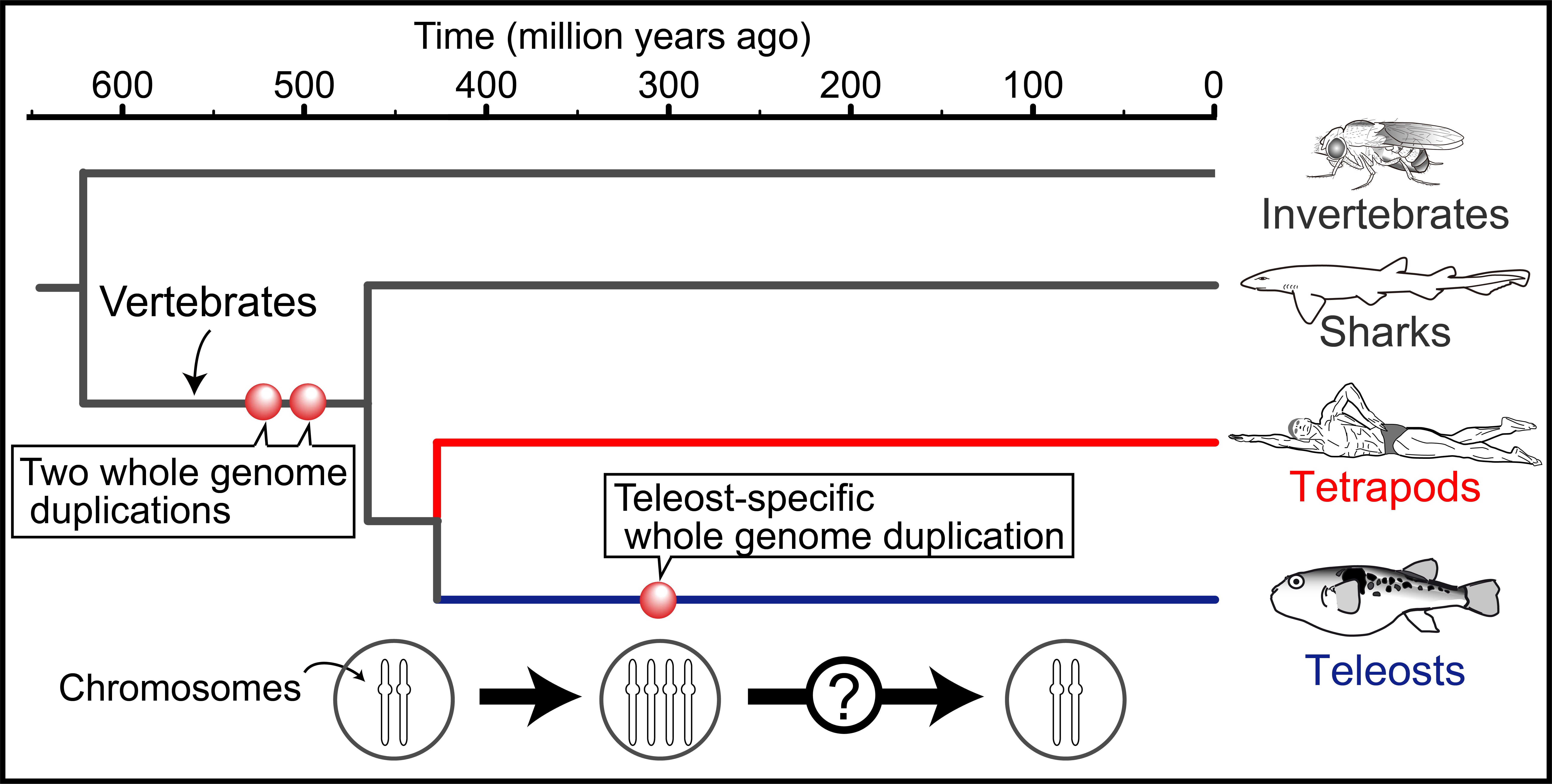 Evolution of major vertebrates and whole genome duplication events