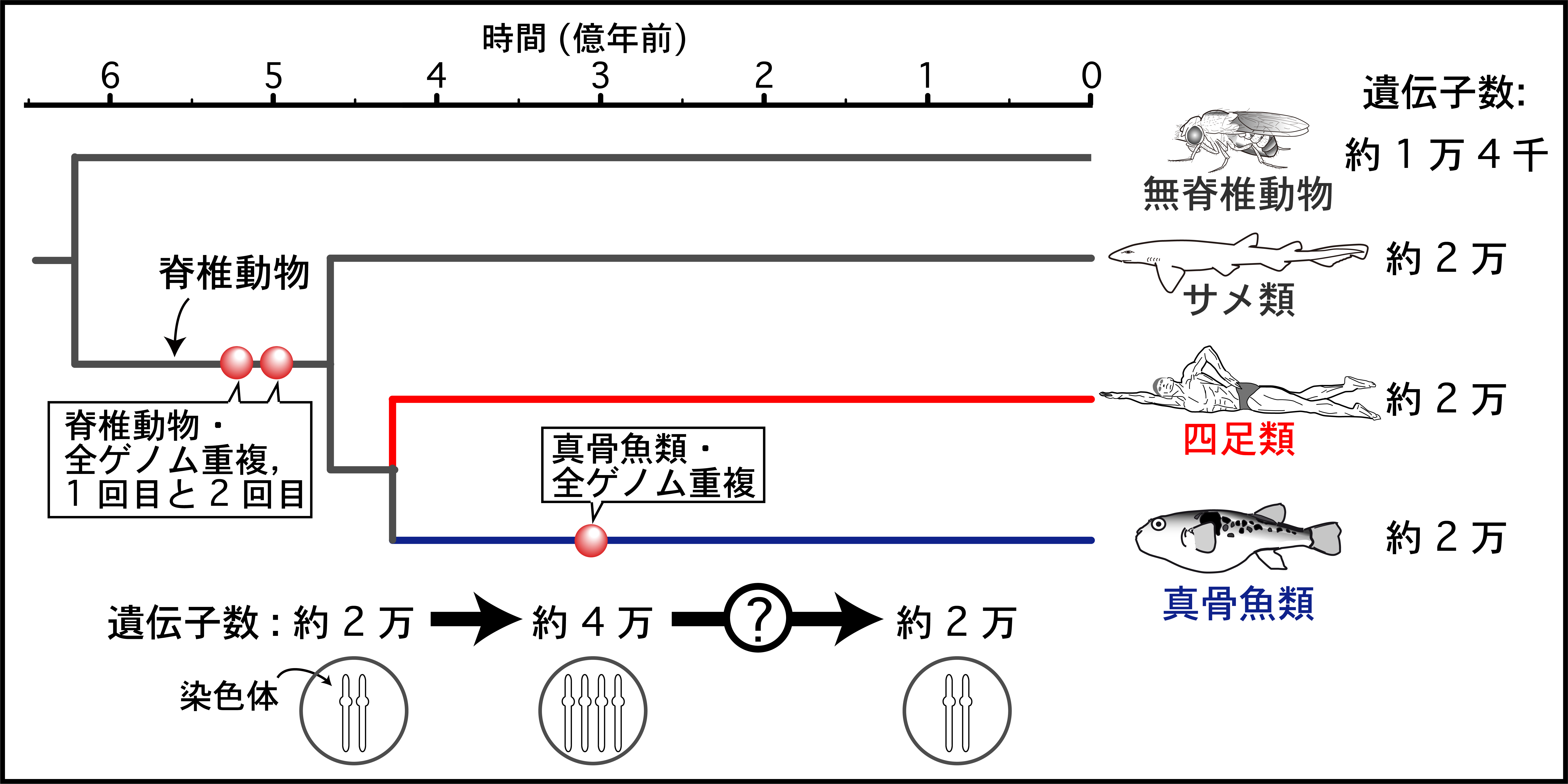 主要な脊椎動物の進化パターンと遺伝子数 沖縄科学技術大学院大学 Oist