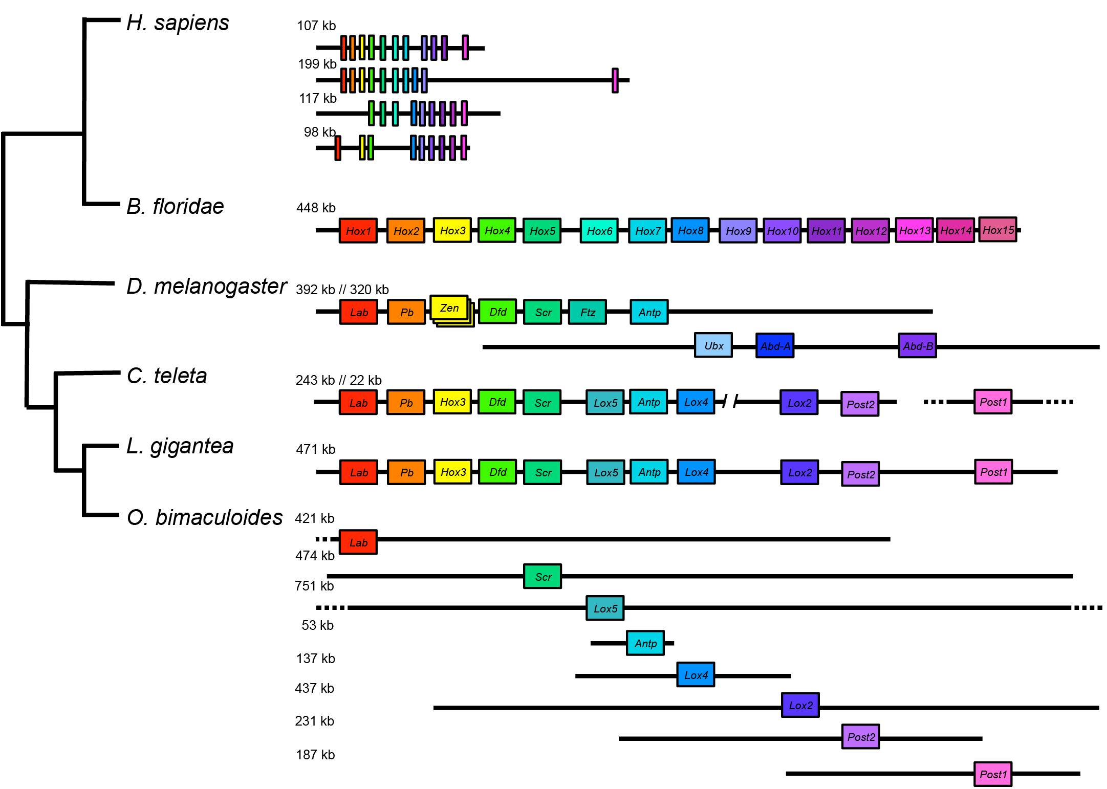 脊椎動物及びさまざまな無脊椎動物の染色体上におけるHox遺伝子の分布図