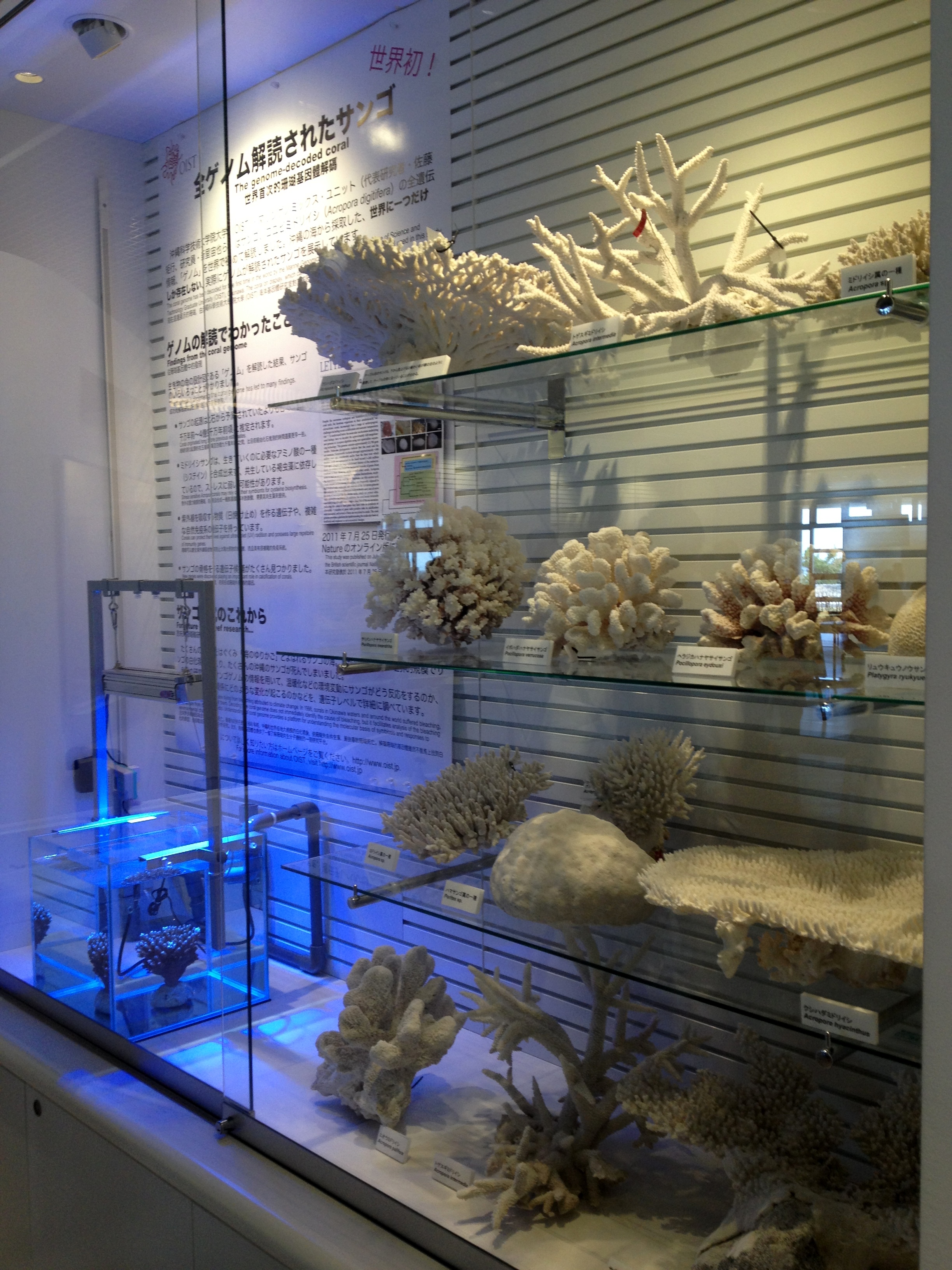 美ら海プラザに展示されているOISTのサンゴ