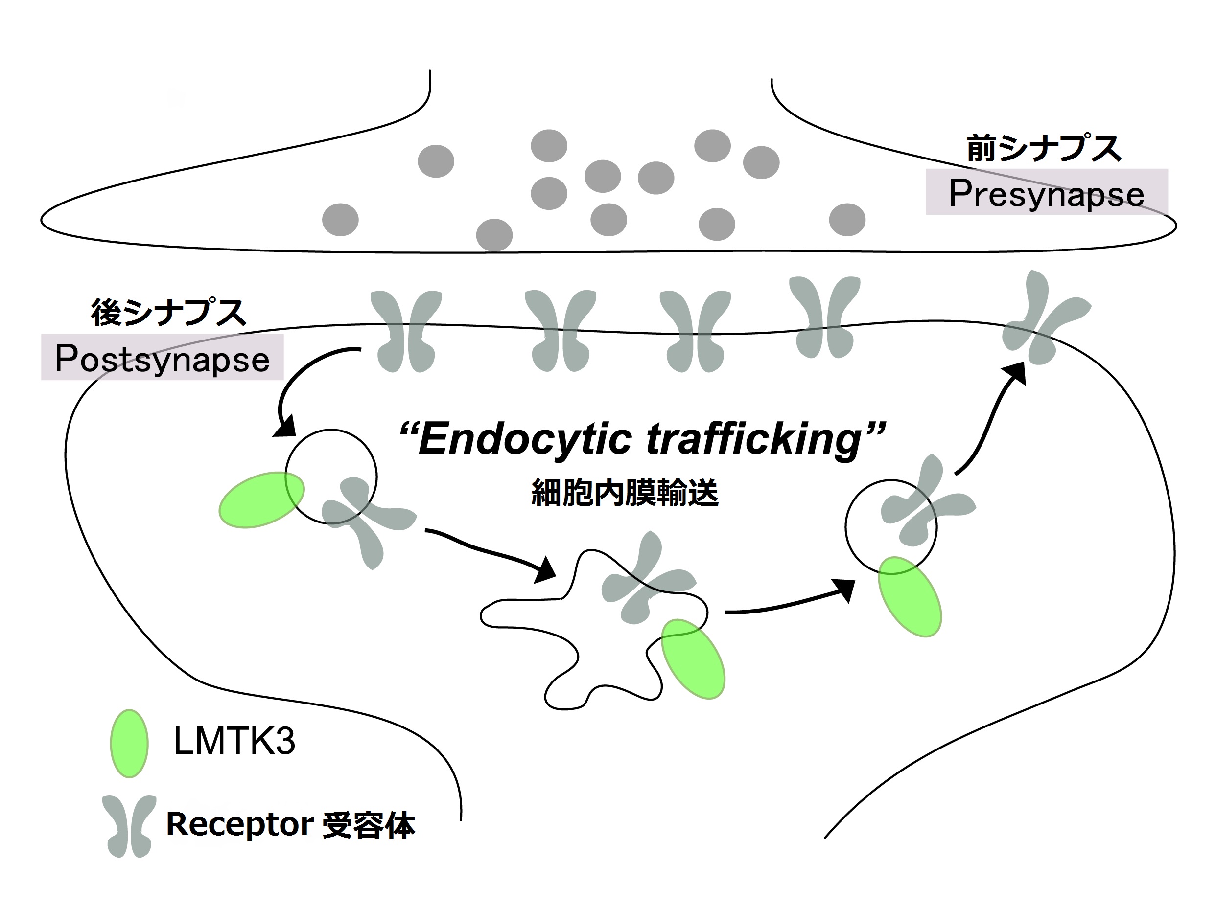 LMTK3と神経細胞間の情報伝達