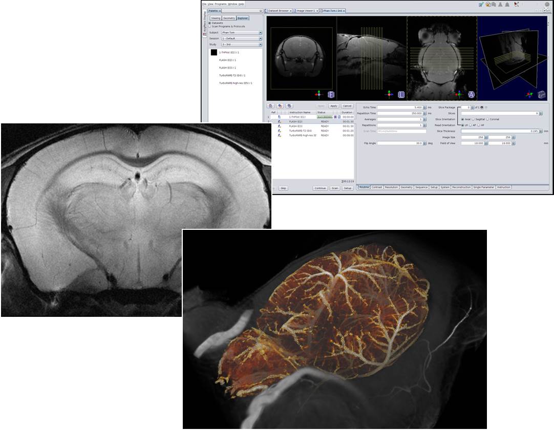 Examples of various types of imaging analysis from the OIST MRI for Laboratory  Animals | Okinawa Institute of Science and Technology OIST