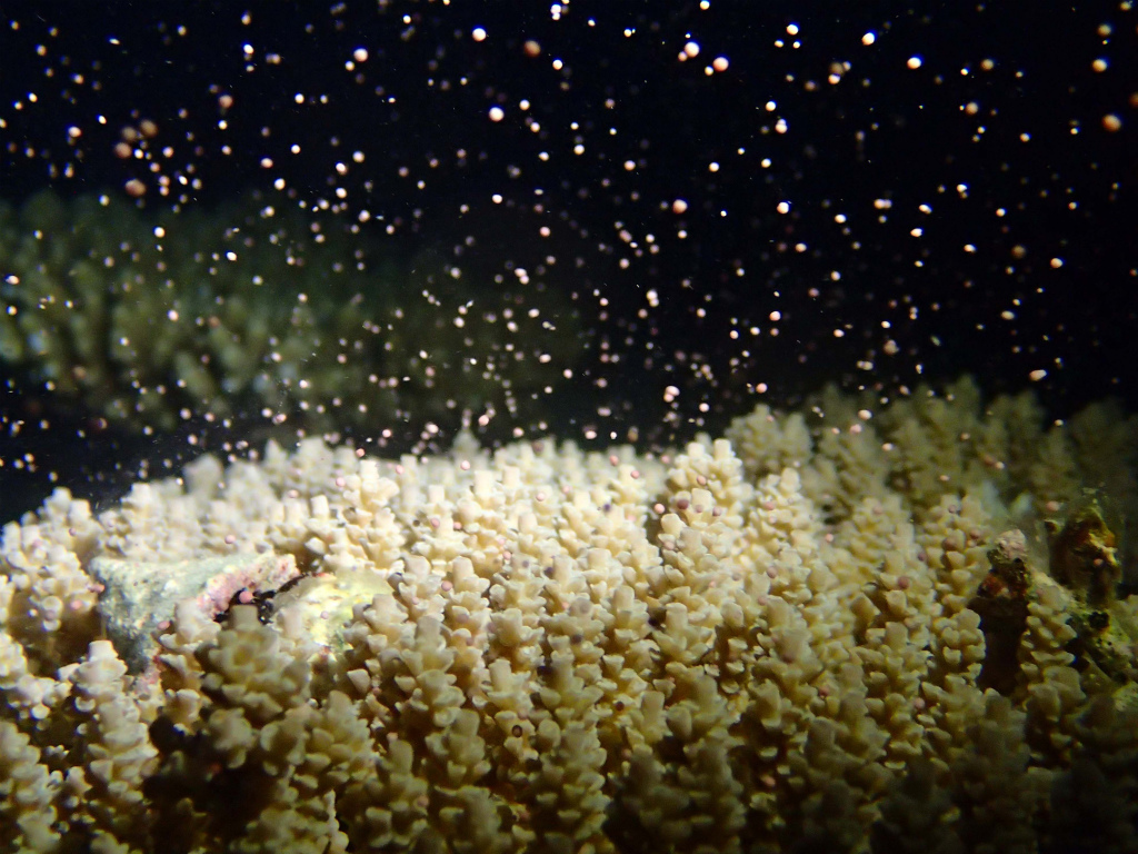 Acropora coral synchronized sprawling
